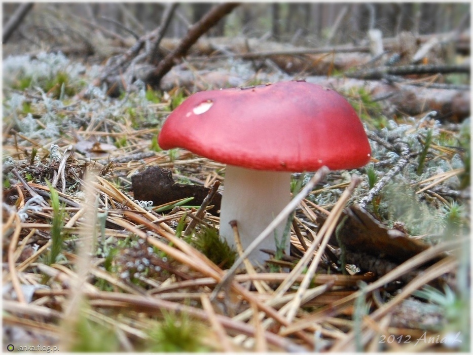 Surojadki Srebrzyste żółte I Czerwone Mleczaj smaczny - surojadka - Fotoblog lanka.flog.pl