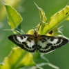 Motylków ciąg dalszy :-) :: Przezierka pokrzywianka (Eurrhypara hortulata) Motylków ciąg dalszy :-) :: Przezierka pokrzywianka (Eurrhypara hortulata)