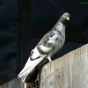 Zamojski wysokolotny. :: Samiczka 10r.Znowu inna bajka.Tak mnie coś podkusiło a może pozazdrościłem innym ??? Zamojski wysokolotny. :: Samiczka 10r.Znowu inna bajka.Tak mnie coś podkusiło a może pozazdrościłem innym ???