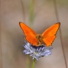 Czerwończyk dukacik (Lycaena virgaureae) - samiec  ::  