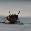 Poddaję się ;-) :: Bąk brązowy (Tabanus sudeticus) Poddaję się ;-) :: Bąk brązowy (Tabanus sudeticus)