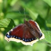 Rusałka żałobnik (Nymphalis antiopa)  ::  