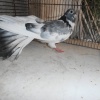 Samica   ::  