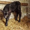 Coś z byka na mnie patrzy :))))  :: Zostałam dziś zaproszona na farmę i skorzystałam.......to maleństwo ma dwa dni:))
Miłego wiecz 
