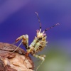 z apelem :) :: Dedykacja dla naszej flogowej kolezanki z apelem o pomoc dla Jej Synka :) Tło specjalnie niebieskie z apelem :) :: Dedykacja dla naszej flogowej kolezanki z apelem o pomoc dla Jej Synka :) Tło specjalnie niebieskie