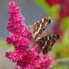Rusałka kratkowiec (Araschnia levana)  :: http://pl.wikipedia.org/wiki/Araschnia_levana 