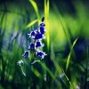 wiosna  ::  