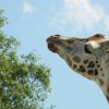 ku niebu...  :: jedyna żyrafa w łódzkim ogrodzie zoologicznym...byly 3...po ataku wandali został tylko on Tofik... : 