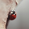 ladybug.  :: http://klebek-kliszy.blogspot.com/
  