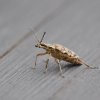 Rębacz pstry, rębacz sosnowiec (Rhagium inquisitor) ::  
 
Włącz muzę 