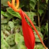 Miejski Ogród Botaniczny w Zabrzu.   ::  