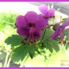 Moje kwiatki ogrodowe dla Ciebie Marzenko w podziękowaniu za "całokształt" ;)  :: Kwiatki ogrodowe:
Geranium purpurowe ( Bodziszek) 
i skalniak...
*******
Pozdr<br />awiam serdecznie !!! : 
