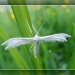 Piórolotek śnieżynka lub pięciopiór, jak kto woli  (Pterophorus pentadactyla) 