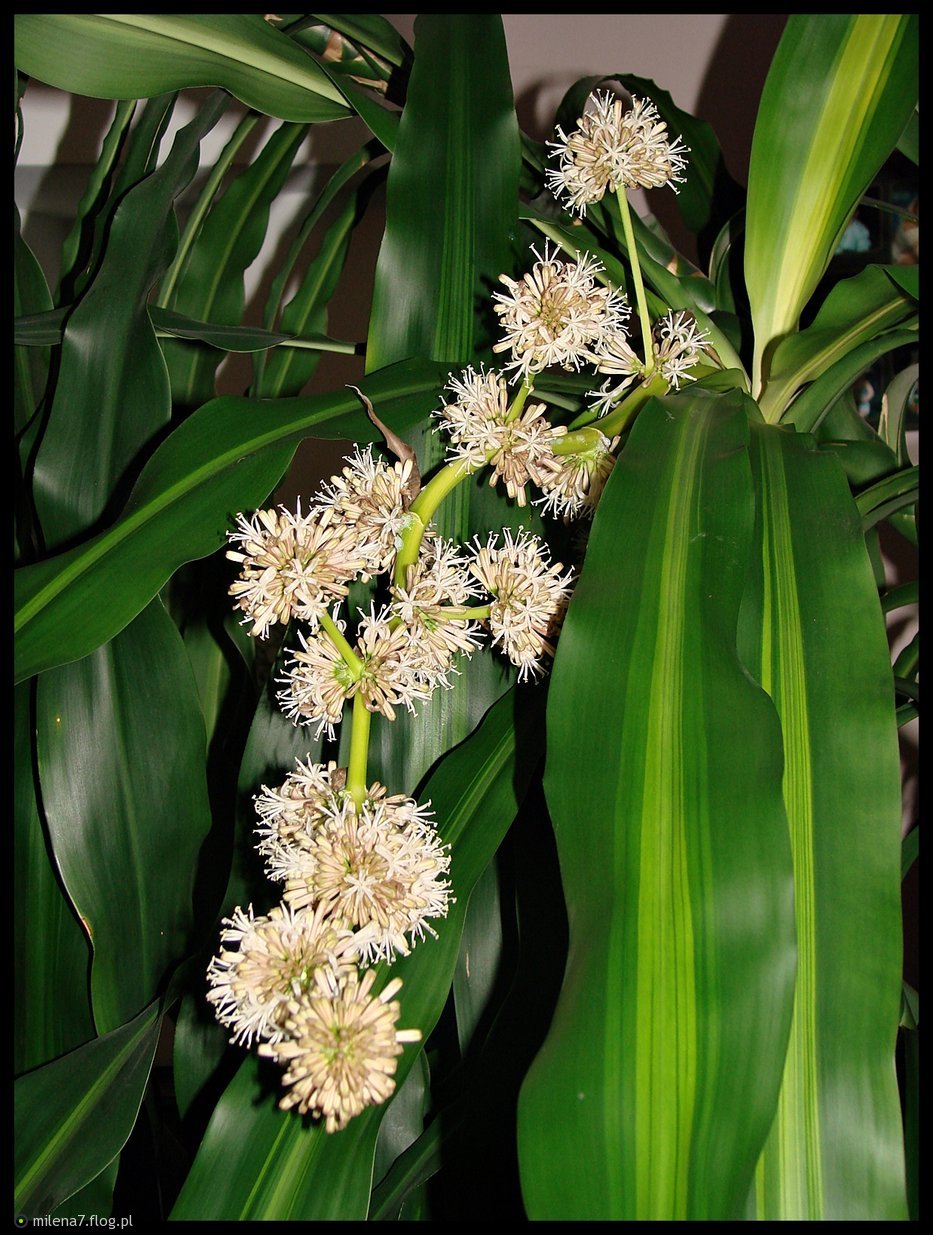 moja dracena - zdjcie - Fotoblog milena7.flog.pl
